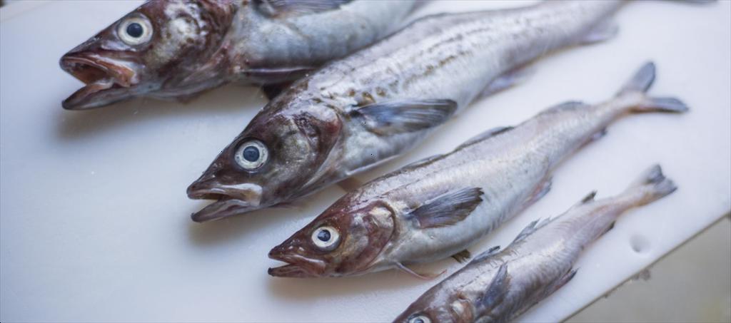 Mỹ XK cá minh thái Alaska và cá tuyết Thái Bình Dương tăng vọt sau lệnh cấm với Nga