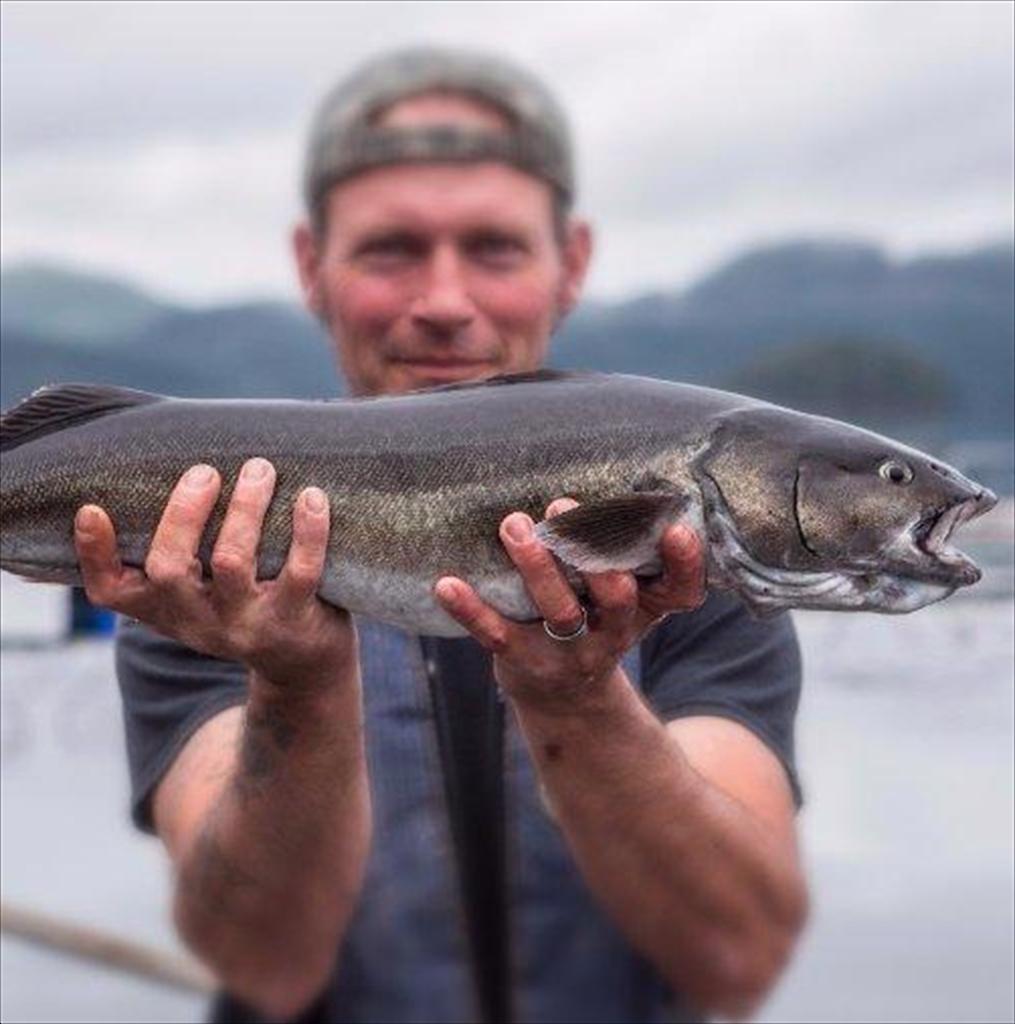 Sản lượng thu hoạch cá tuyết đen Alaska giảm 18% 