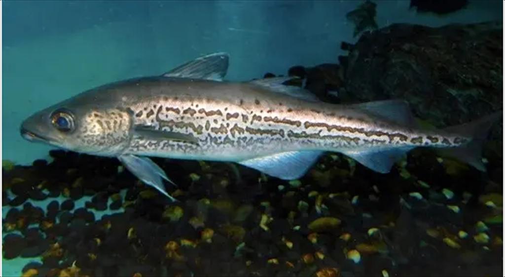 Ngành chế biến cá minh thái ở châu Âu gặp khó do cước vận chuyển tăng 