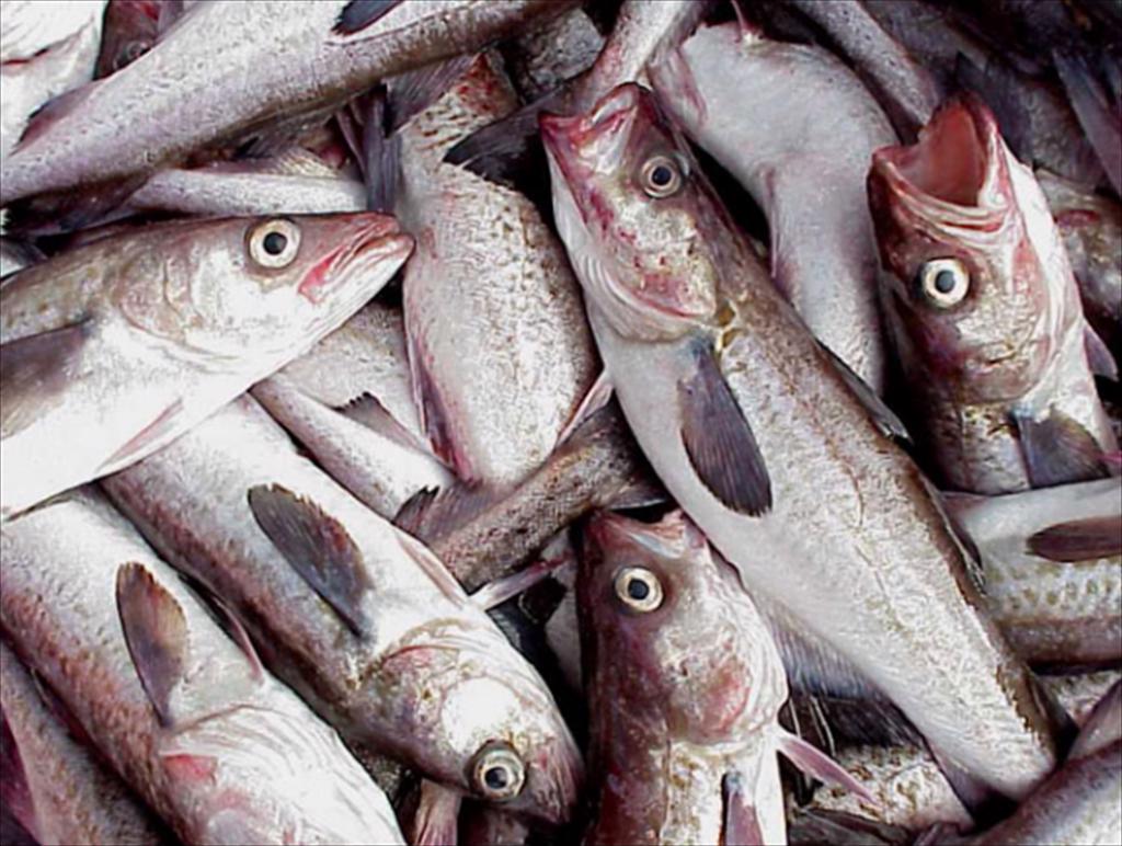 Nhà NK cá minh thái ở EU và nhà cung cấp ở Mỹ bất đồng về giá phi lê PBO 