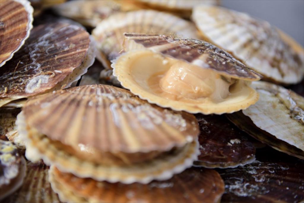 Giá sò điệp của Mỹ tiếp tục tăng do sản lượng giảm