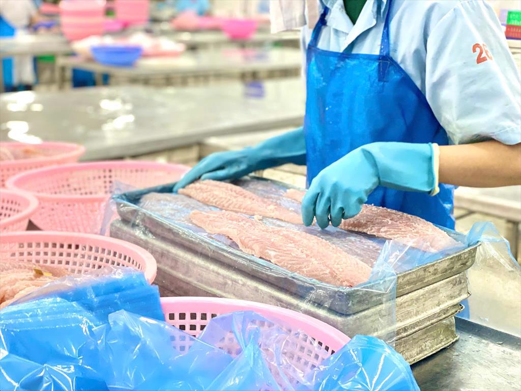 Xuất khẩu cá tra Việt Nam sang EU ghi nhận tín hiệu khả quan