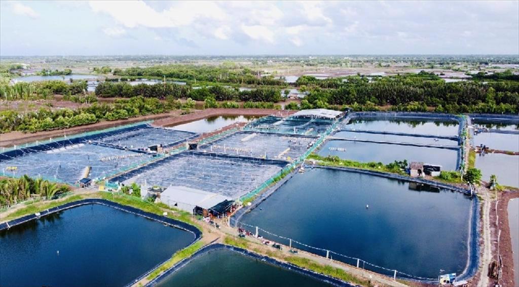 Xanh hóa ngành tôm (phần 2) 