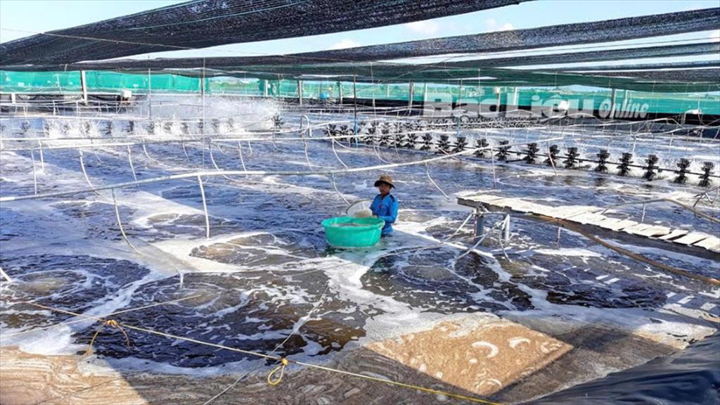 Trà Vinh Thu lợi nhuận từ nuôi tôm thâm canh