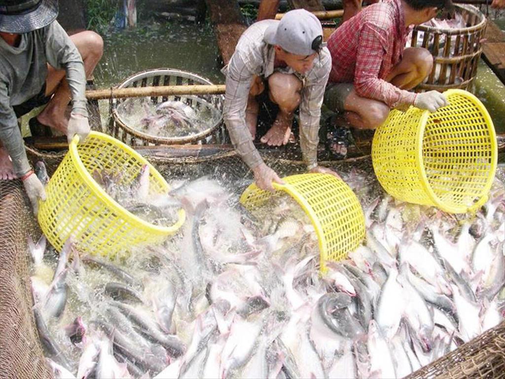 2,8 triệu tấnnăm - là mục tiêu sản lượng khai thác thủy sản cả nước vào năm 2030