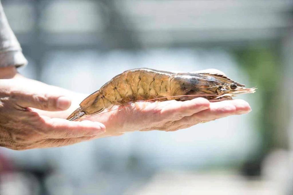 Thách thức cho doanh nghiệp và người nuôi thủy sản