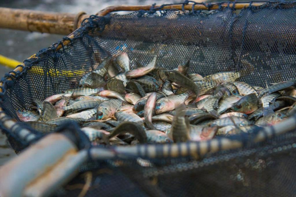 Nuôi trồng thủy sản chiếm một nửa nguồn cung cấp cá của thế giới