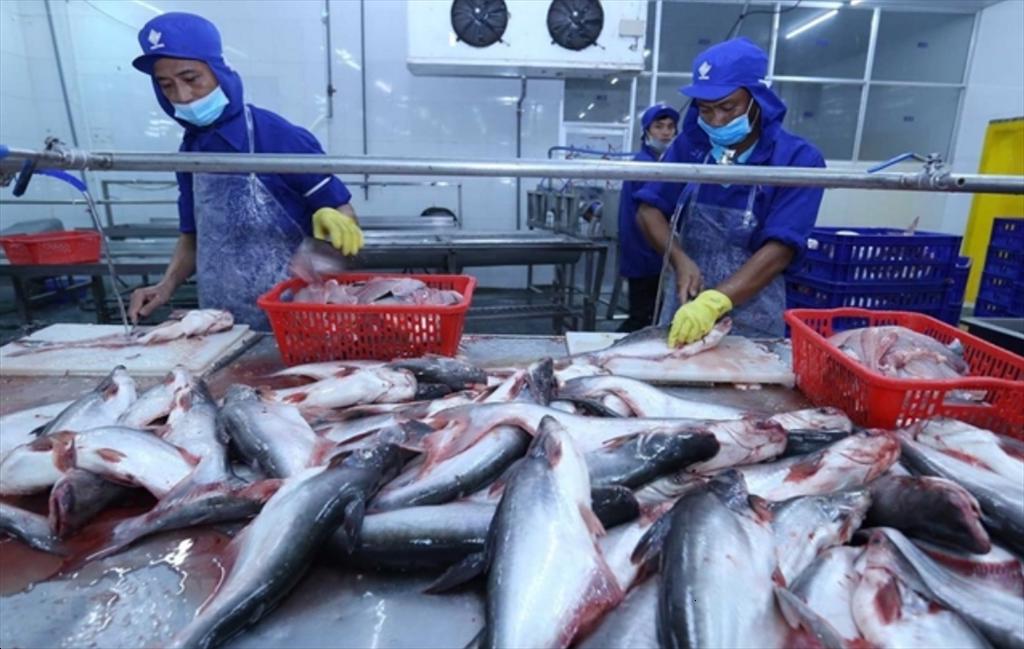 Dong Thap Developing the pangasius industry towards increasing value-added and sustainable growth