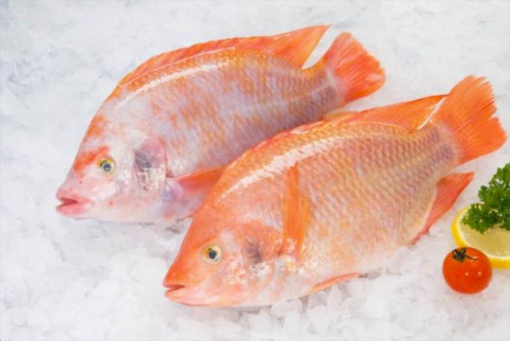 An Giang Prices of red tilapia and tilapia increase sharply