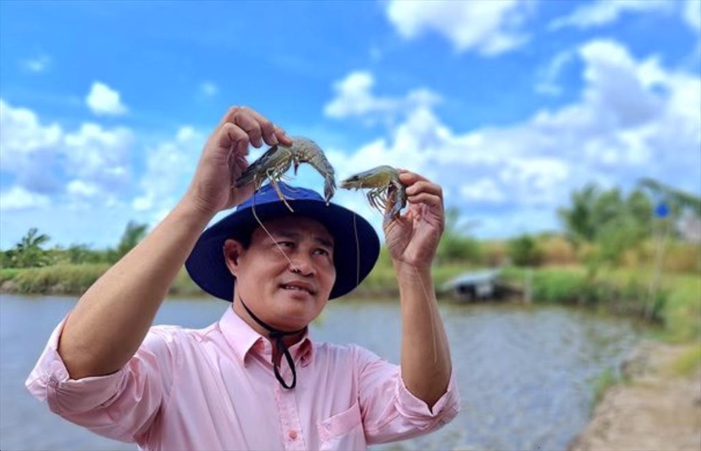 Tôm Cà Mau sẽ rộng đường xuất khẩu sang các quốc gia trên thế giới