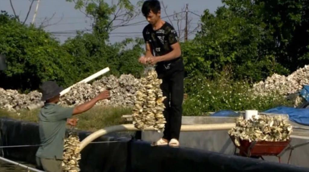 Nghề nuôi hàu giống ở Kim Sơn