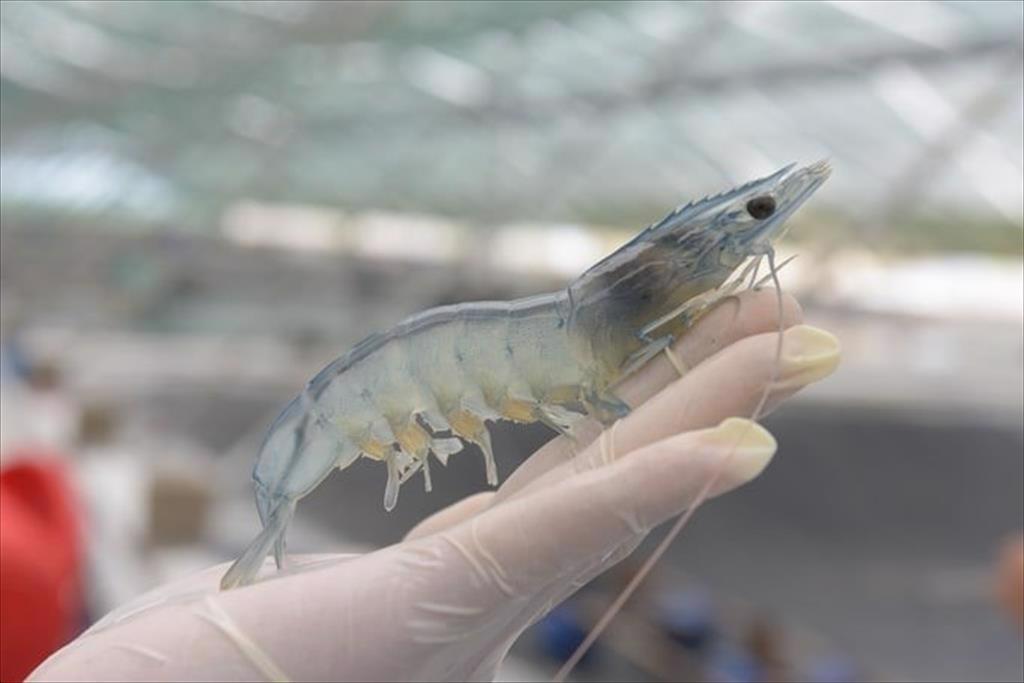 McIntosh dự báo sản lượng tôm toàn cầu năm 2024 giảm