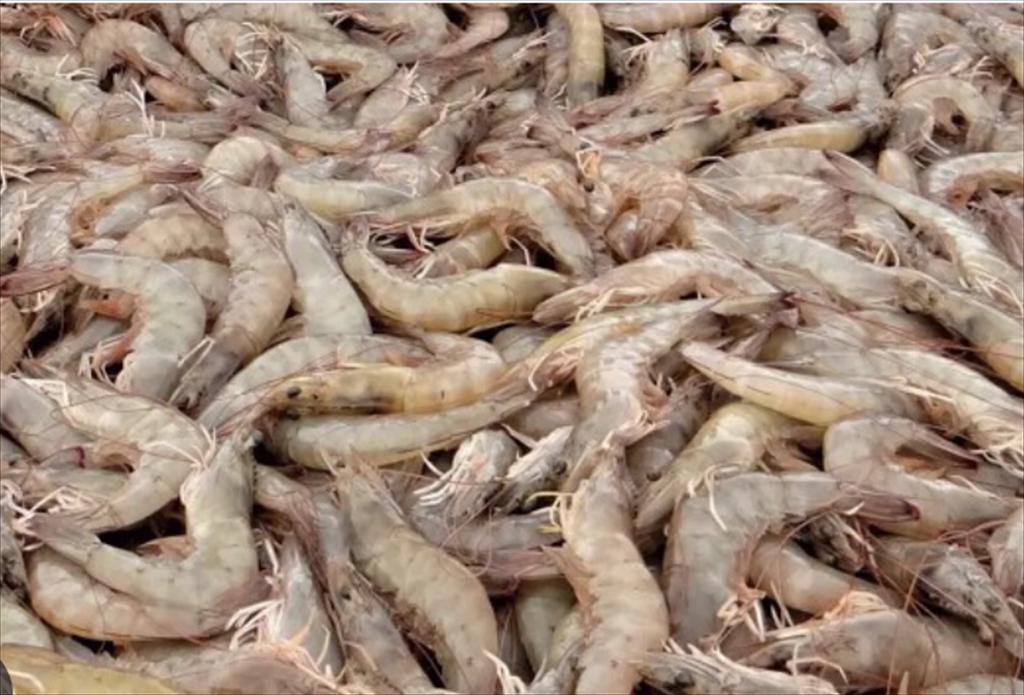 Hoa Kỳ thêm tôm Ấn Độ vào danh sách lao động cưỡng bức