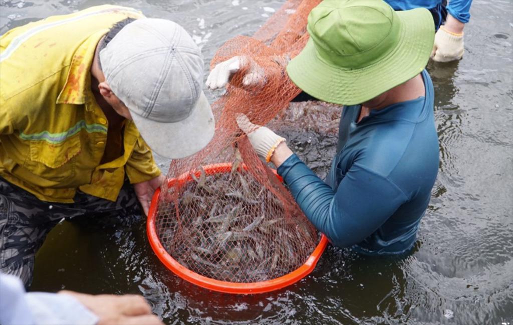 Cà Mau tập huấn nuôi tôm công nghệ cao cho hàng trăm người