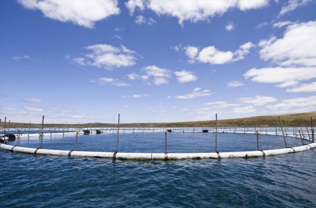 Việt Nam có đang đối mặt với nhiều thách thức trong nuôi trồng thủy sản