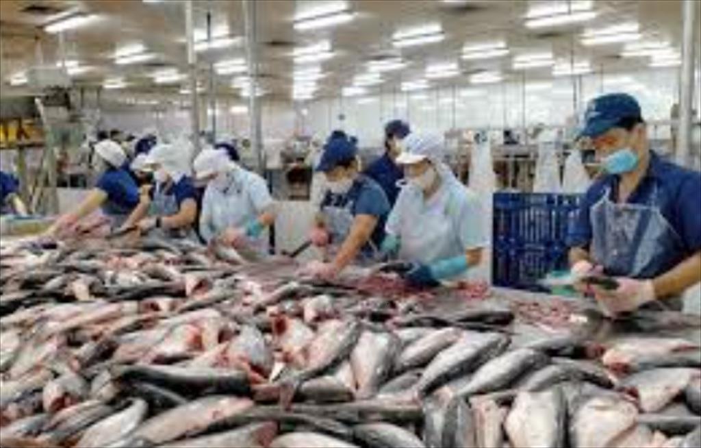 Vietnams pangasius exports to the EU show positive signs