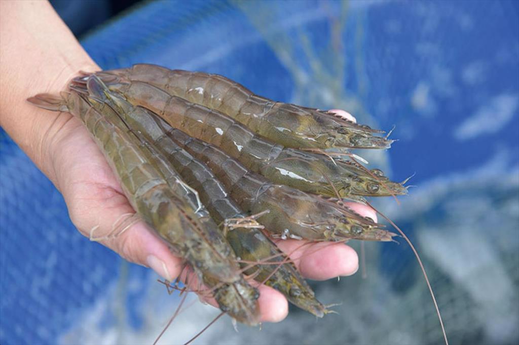 Soc Trang Province Promoting sustainable, concentrated, and clean brackish water shrimp farming