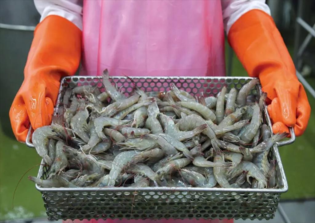 Thái Lan Giá tôm thẻ cỡ lớn tăng, tôm cỡ 80 con không đổi