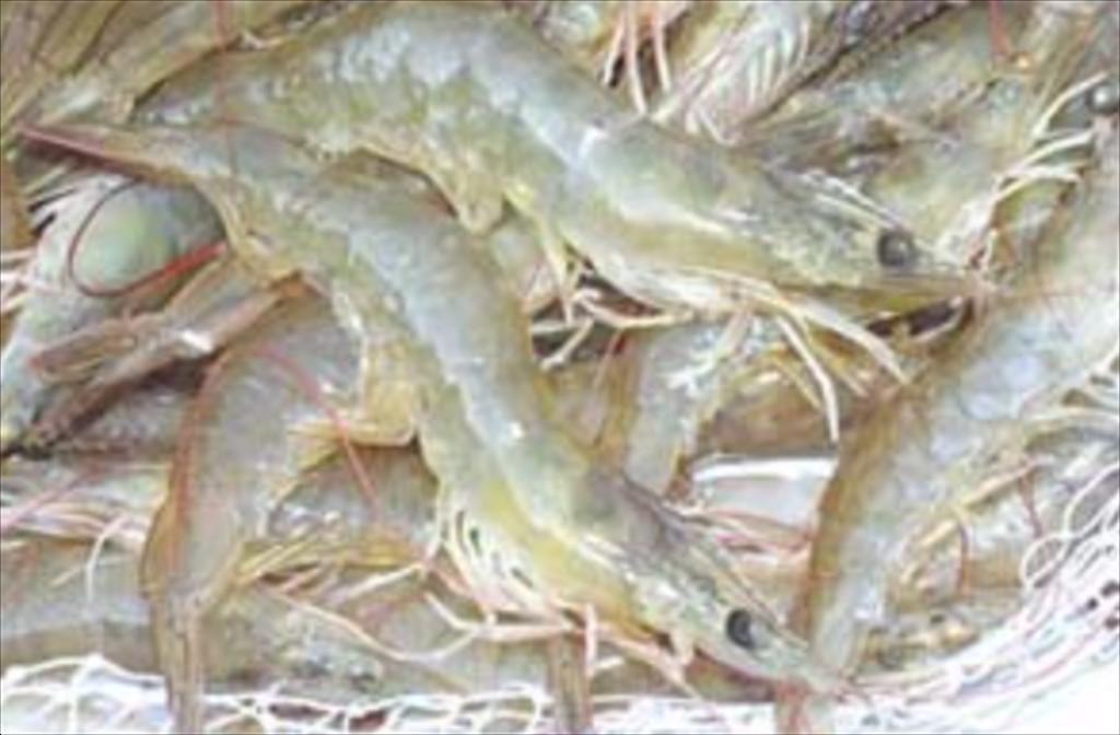 Năm 2024, nhập khẩu tôm vào Mỹ và Trung Quốc giảm, nhập khẩu vào EU ổn định hơn 