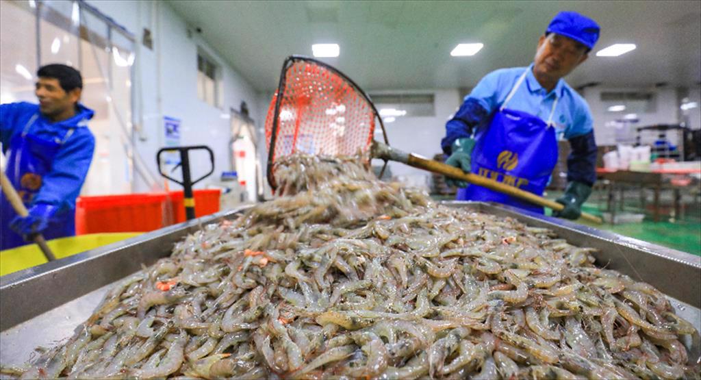 Người nuôi tôm Trung Quốc có bị ảnh hưởng bởi lượng tôm nhập khẩu không