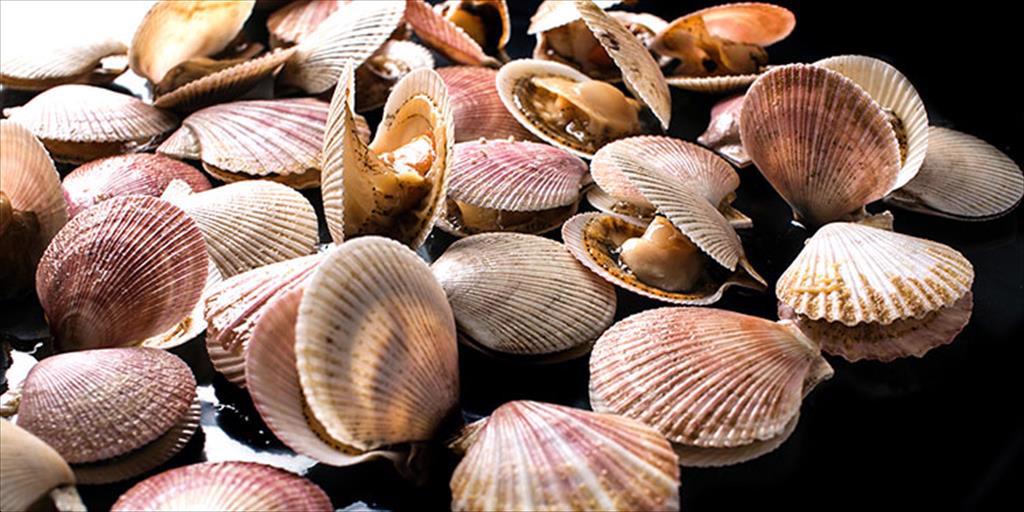 Giá sò điệp của Hoa Kỳ giảm 8%