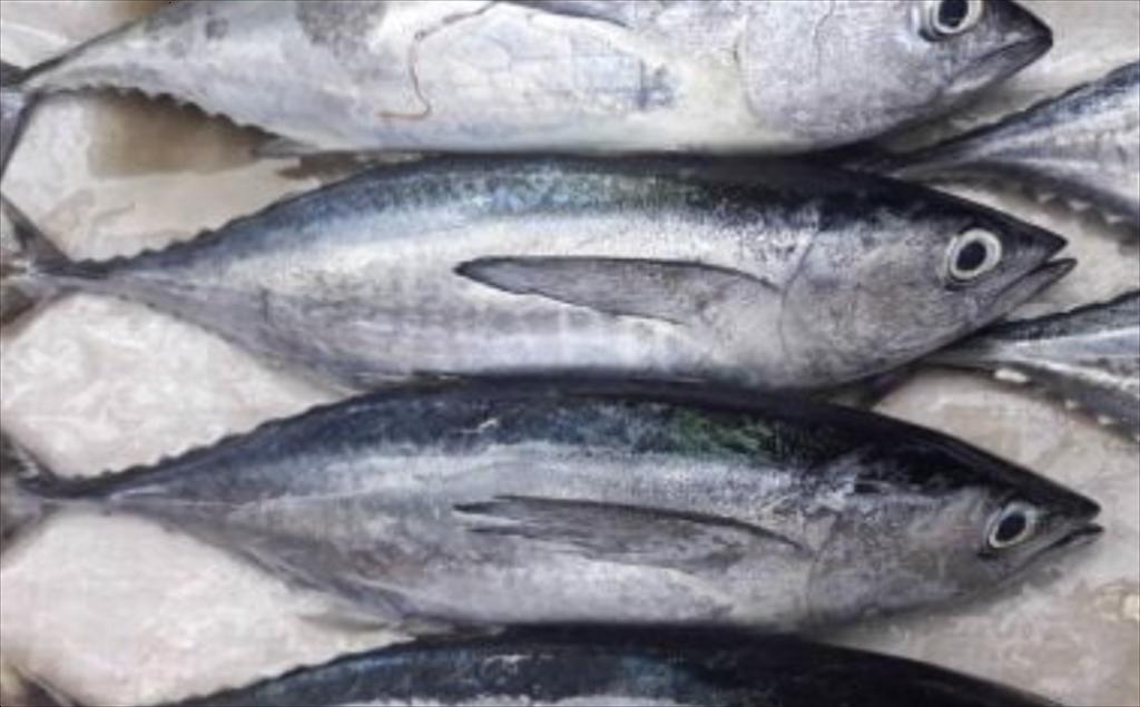 Giá  cá ngừ vằn nguyên liệu tại Ecuador tăng do lệnh cấm đánh bắt