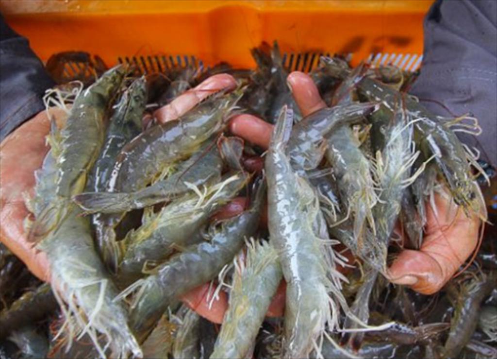 Indonesia cần cải tiến hiệu quả để thoát khủng hoảng giá tôm 