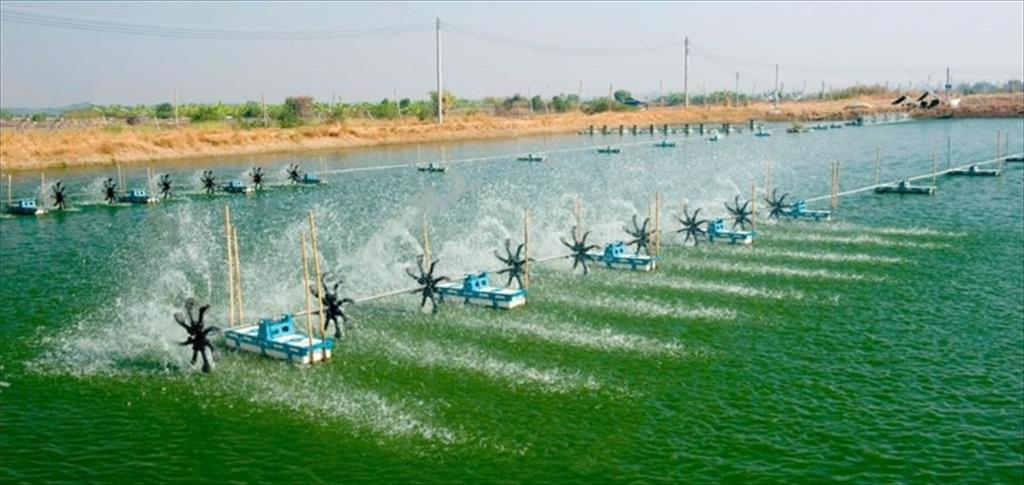 Thêm mùa tôm khó