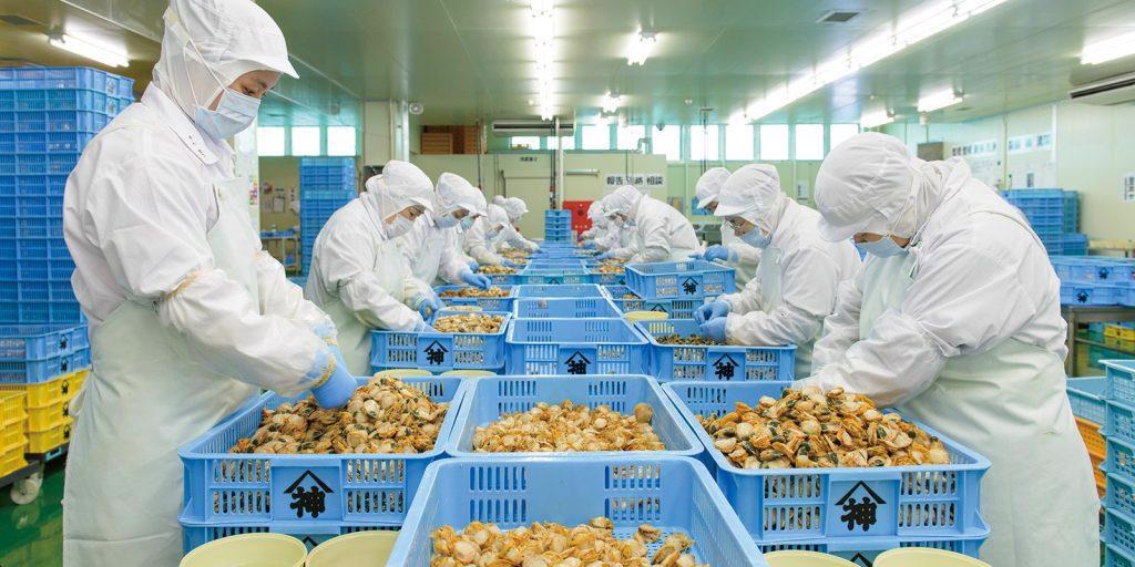 Công ty Nhật Bản sẽ triển khai chế biến sò điệp tại Bangladesh