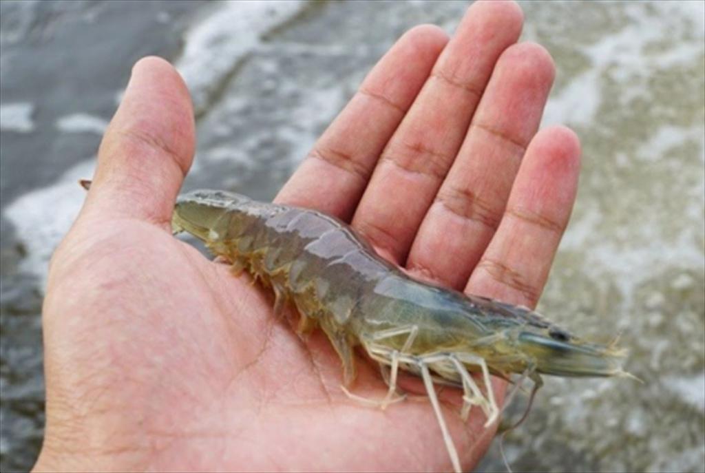 Shrimp harvest completed, FIMEX VN achieves 75% of sales target 