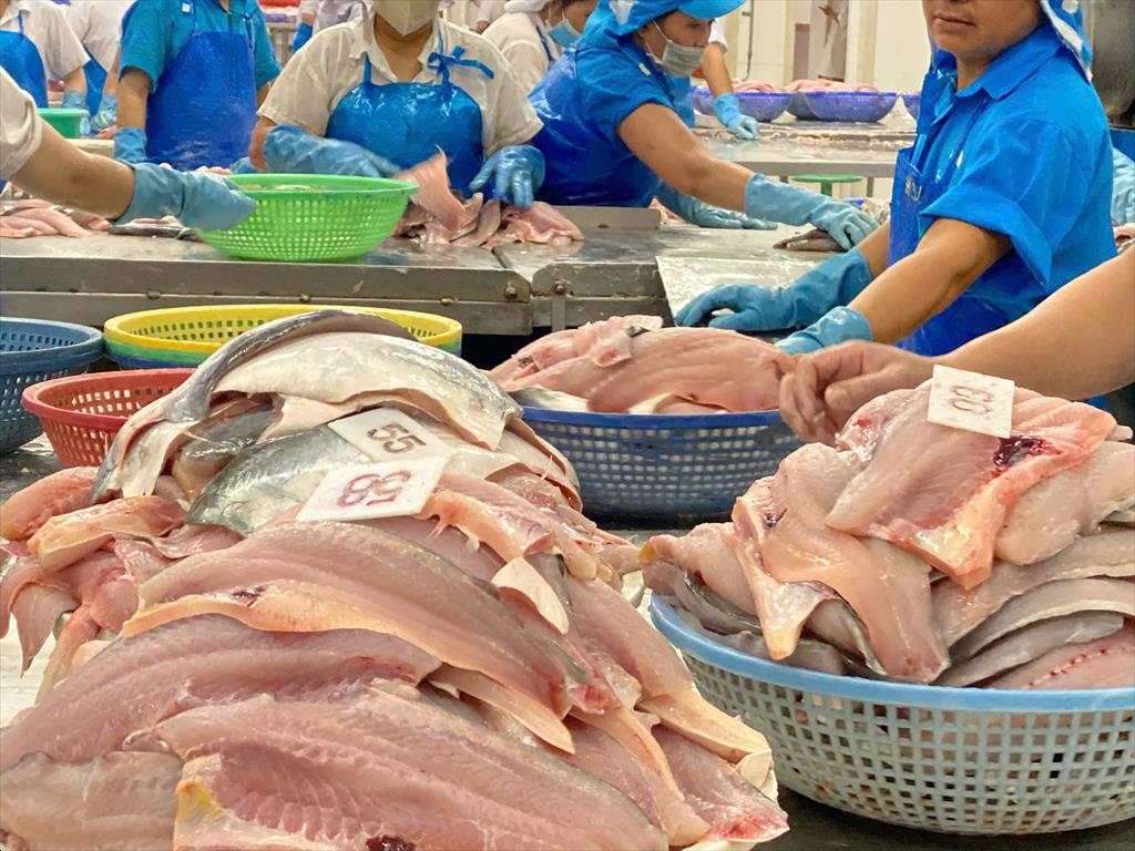 Kết quả sơ bộ (POR20) thuế chống bán phá giá cá tra phile vào Mỹ Nhiều công ty xuất khẩu được bỏ thuế