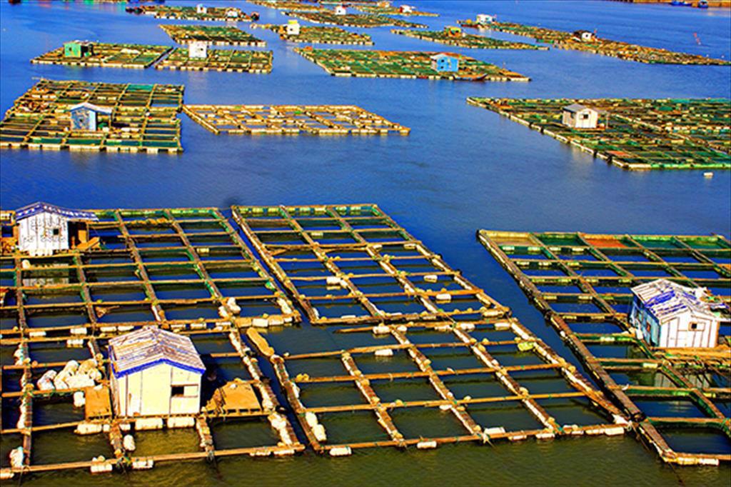 Trung Quốc tăng sản lượng nuôi trồng thủy sản trong 7 tháng đầu năm nay 