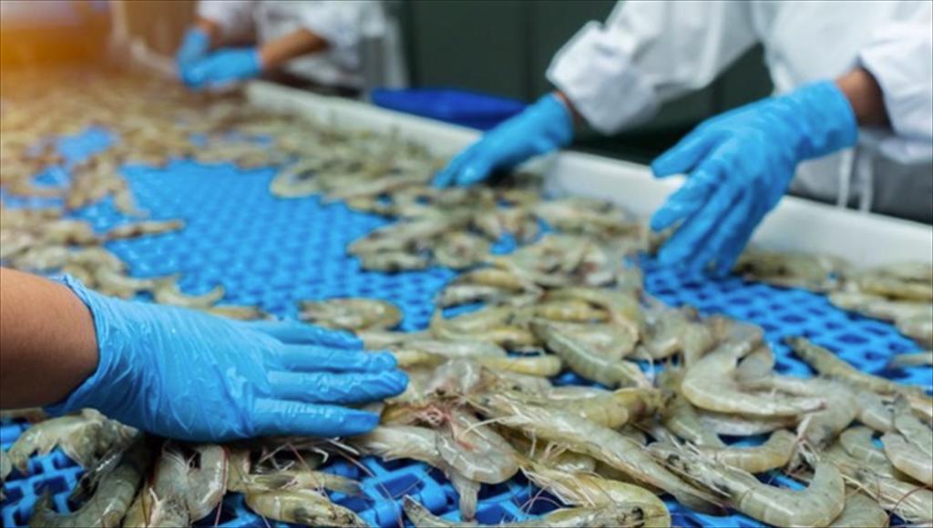 Nhu cầu của Trung Quốc thúc đẩy xuất khẩu tôm của Ấn Độ