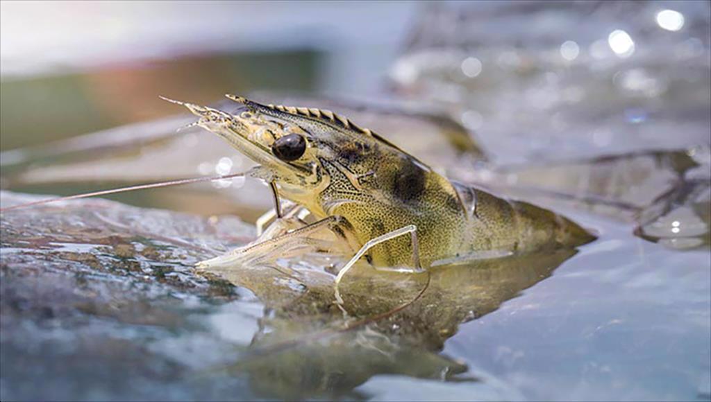 Sản lượng tôm Ấn Độ sẽ tăng trong nửa cuối năm