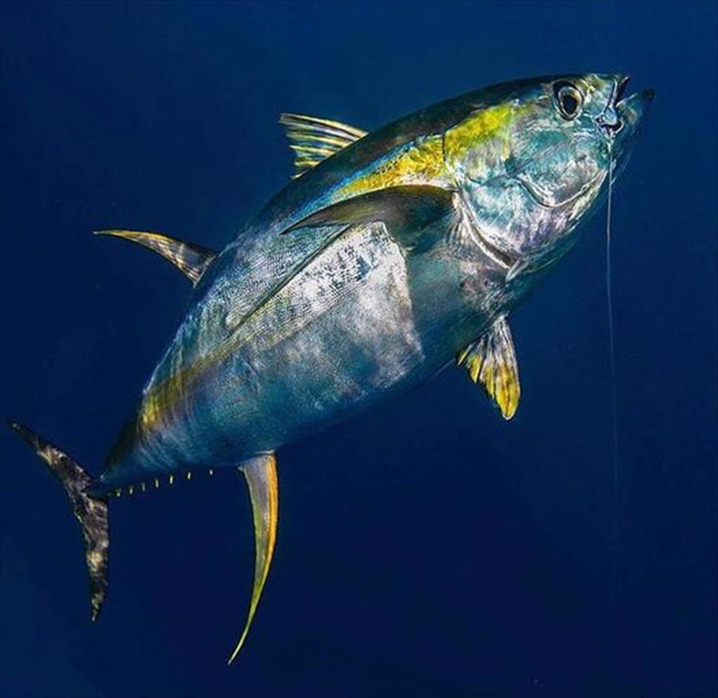 Giá cá ngừ vây vàng EU giảm do nhu cầu chững lại 