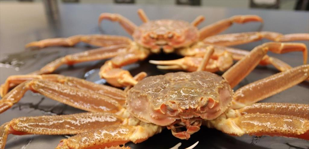 Giá cua tuyết tại Mỹ tăng trở lại do nguồn cung từ Canada giảm