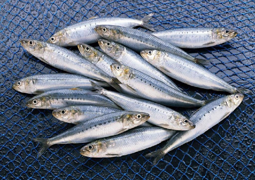 Sản lượng cá sardine của Nga tiếp tục tăng mạnh 
