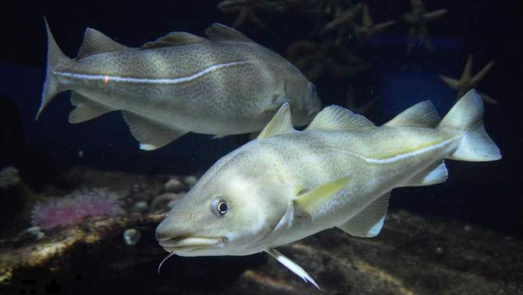 Trung Quốc là thị trường tiêu thụ lớn nhất cá tuyết đông lạnh từ Na Uy 