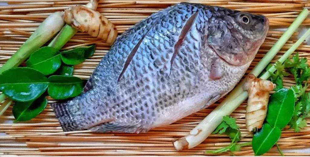 Trung Quốc Giá cá rô phi tăng sau đợt bão