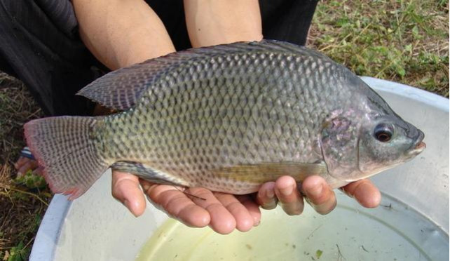 Thị trường cá rô phi, cá tra tăng ảnh hưởng giá bán buôn tại Hoa Kỳ