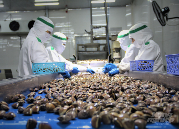 Infographic Xuất khẩu Nhuyễn thể có vỏ của Việt Nam 8 tháng đầu năm 2024