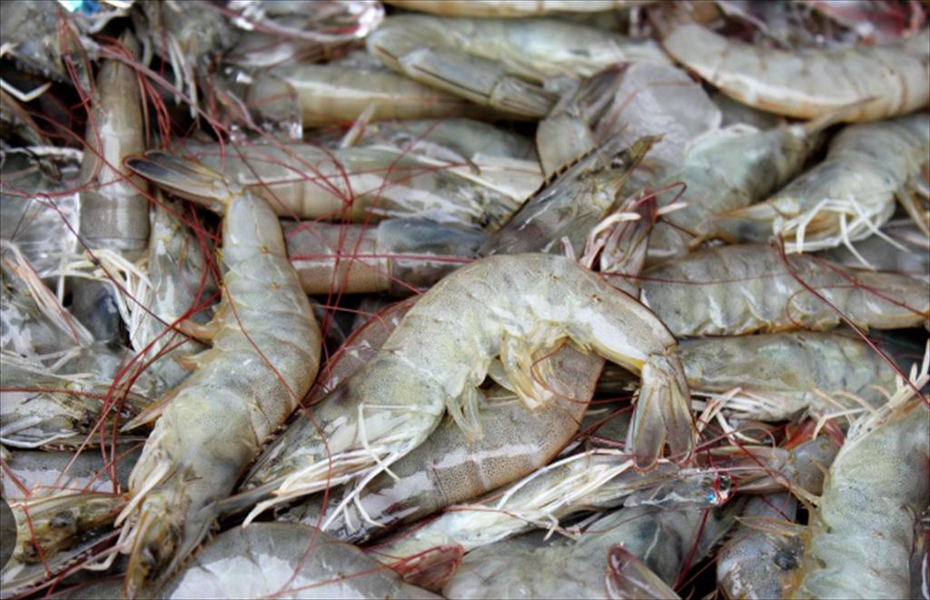 Giá tôm tháng 9 cao nhất trong nhiều năm tại Thái Lan, Trung Quốc