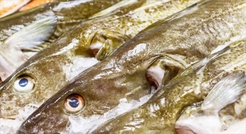 Giá cá tuyết Nga và Na Uy tại Trung Quốc ổn định do thiếu nguồn cung