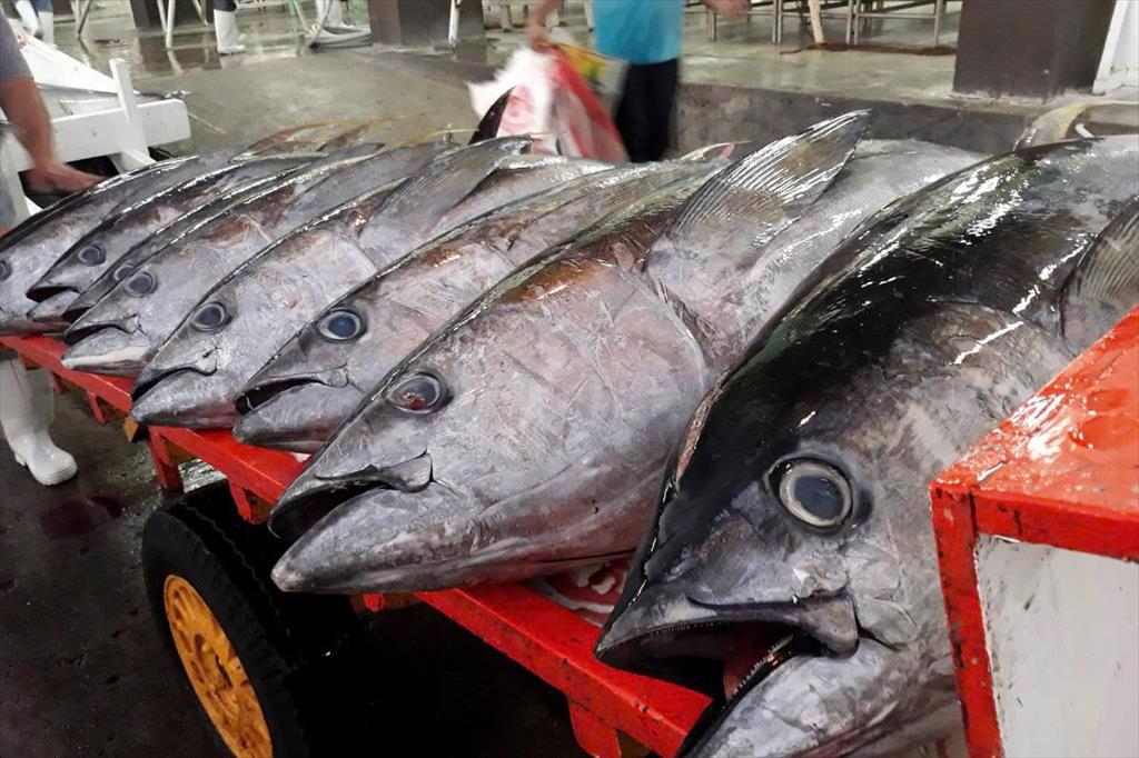 Giá cá ngừ vằn tăng trở lại ở Ecuador, Philippines