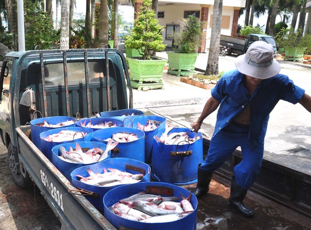 Đồng Tháp 9 tháng đầu năm, sản lượng thu hoạch cá tra đạt hơn 442 ngàn tấn