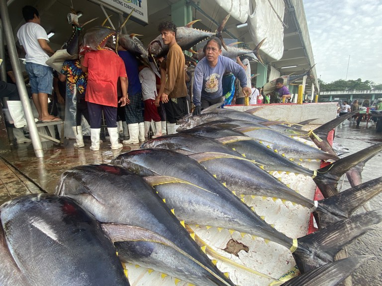 Giá cá ngừ vằn tăng trở lại ở Ecuador, Philippines