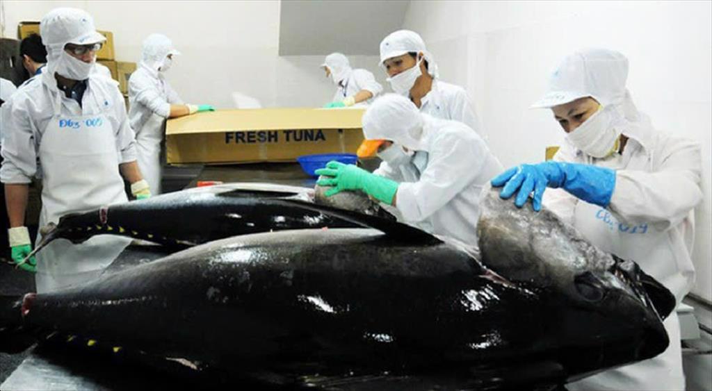 HEADWAY JSC vận chuyển 4000 tấn cá ngừ đi các nước trong 8 tháng đầu năm 2024