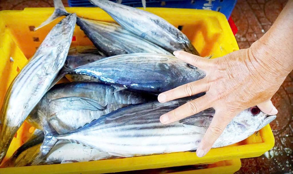 Quy định khai thác cá ngừ vằn Chưa phù hợp, nhưng bao giờ sửa