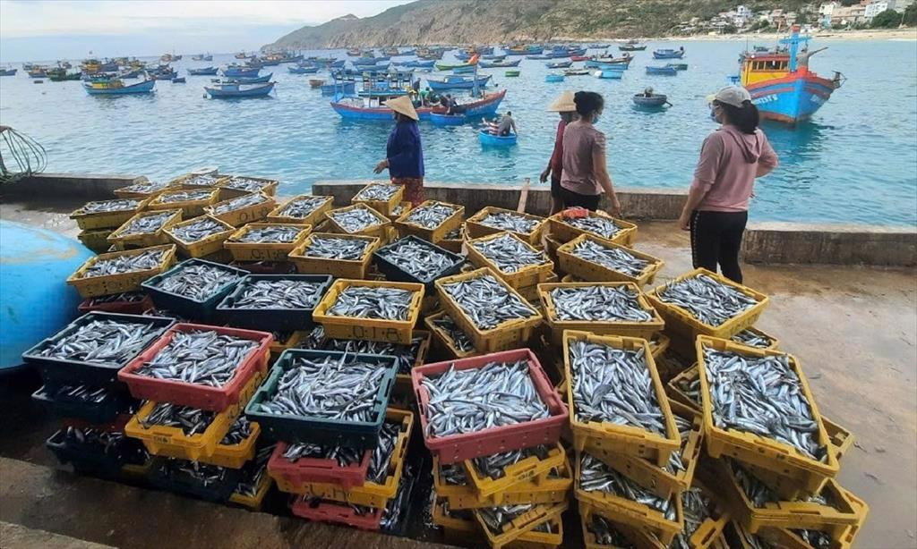 Ngư dân Nhơn Lý trúng luồng cá nục gần bờ