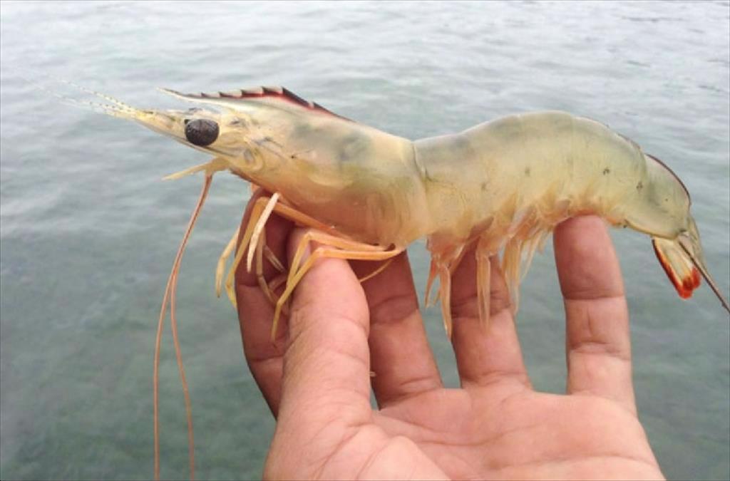 Biện pháp quản lý chung để phòng ngừa bệnh đốm trắng 